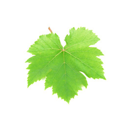 Grapes leaf. Isolated on white background