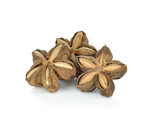 selective focus on seed of sacha inchi,sacha mani or star inca p