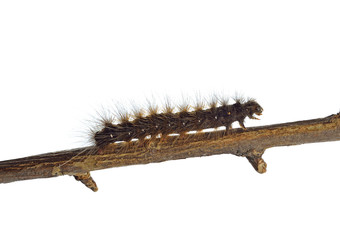 Black and orange hairy caterpillar of the garden tiger moth (Arc