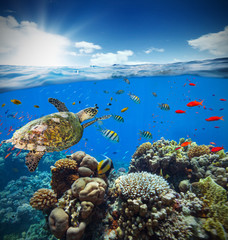 Naklejka premium Underwater coral reef with horizon and water surface