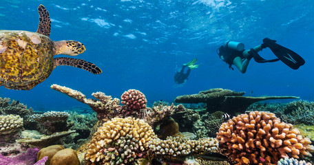 Obraz premium Scuba divers explore a coral reef