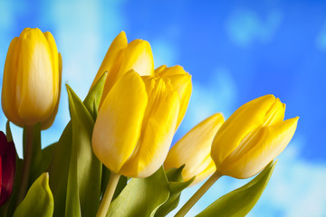 Obraz premium Spring flowers - Yellow tulips on nature background