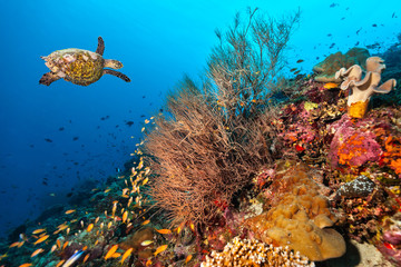 Coral reef with turtle