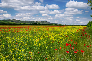 field with poppies and alfalfa