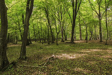 Sunny spring forest