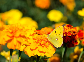Yellow butterfly on bright flowers