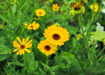 calendula flowers with raindrops on the petals
