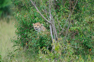 cheetah © Herbert