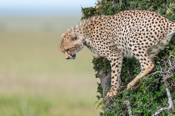 cheetah © Herbert