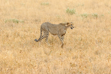 cheetah © Herbert