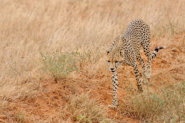 cheetah