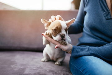 Young casually dressed woman sitting in cafe with her adorable French bulldog puppy. Close up shot with wide angle lens.