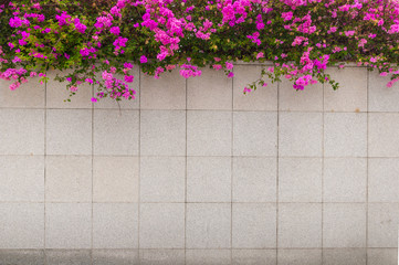 pink bougainvillea flower on the wall