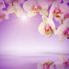 Naklejka na ściany i meble Orchid flowers background