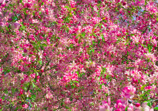 Blossoming pink park tree background