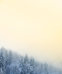 Winter scenery with snow covered coniferous forest
