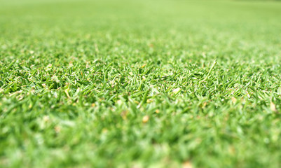 Naklejka premium grass
