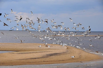 Gulls in the sky, beach, Baltic Sea