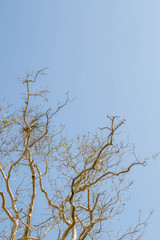 Obraz premium dry tree in summer season