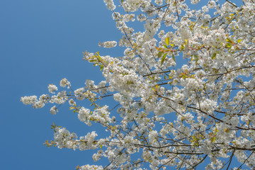 Wild cherry blossom in Spring