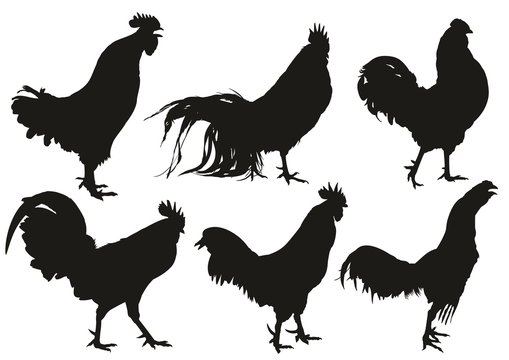 Silhouettes of roosters.