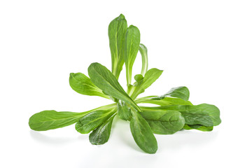 Feldsalat isoliert als Freisteller