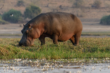 Hippo in the eat