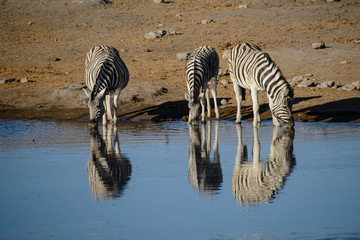 Fototapeta na wymiar Zebra at the waterhole at the drink