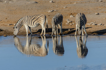 Fototapeta na wymiar Zebra at the waterhole at the drink