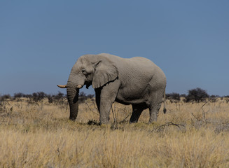 Fototapeta na wymiar Wilder Elephant