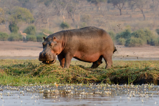Hippo smiling