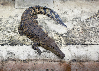 Crocodiles dangerous animals