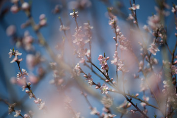 Colorful photo of peach blossom on natural light and with selective focus. Short depth of field for dreamy soft background.