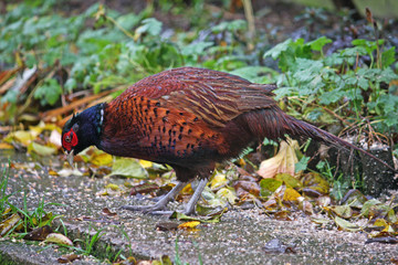 Pheasant