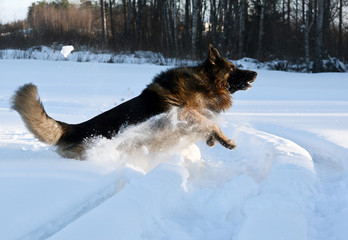German shepherd jumping in the snow