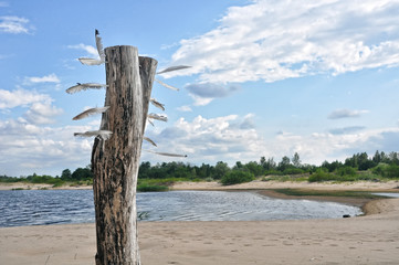 a wild baltic sea beach with old feathered tree