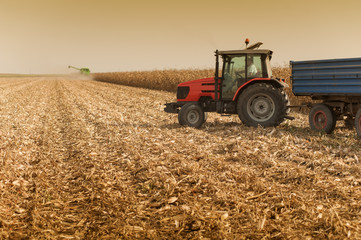 Obraz premium Corn harvesting at field