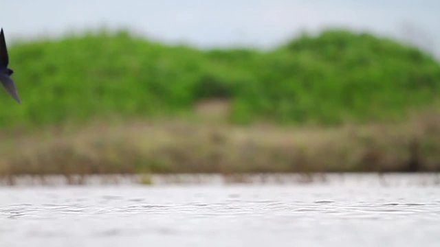 Spring Swallows flying over water/Spring Swallows flying over water, on green background