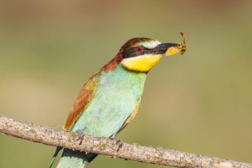 Fototapeta premium portrait colored birds/portrait colored bird with a butterfly in its beak