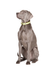 weimaraner dog sitting on white