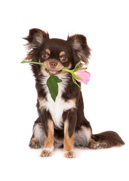 adorable chihuahua dog holding a rose