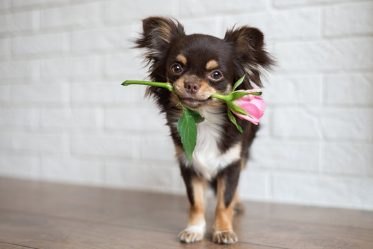 chihuahua dog standing with a pink rose