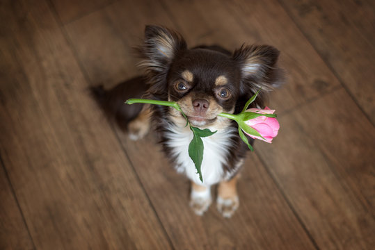 top view of a dog holding rose in mouth