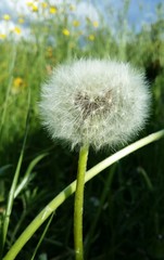 beautiful white dandelion flower in summer