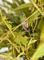 Fototapeta premium Hummingbird