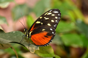 Fototapeta na wymiar Golden Helicon butterfly