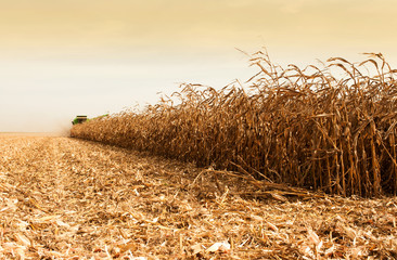 Corn harvesting time