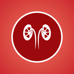 Kidneys Icon