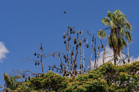 Fledermauskolonie im Botanischen Garten von Sydney