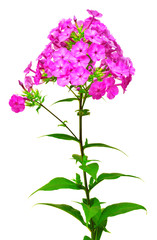 Beautiful branch of phlox flowers with leafs